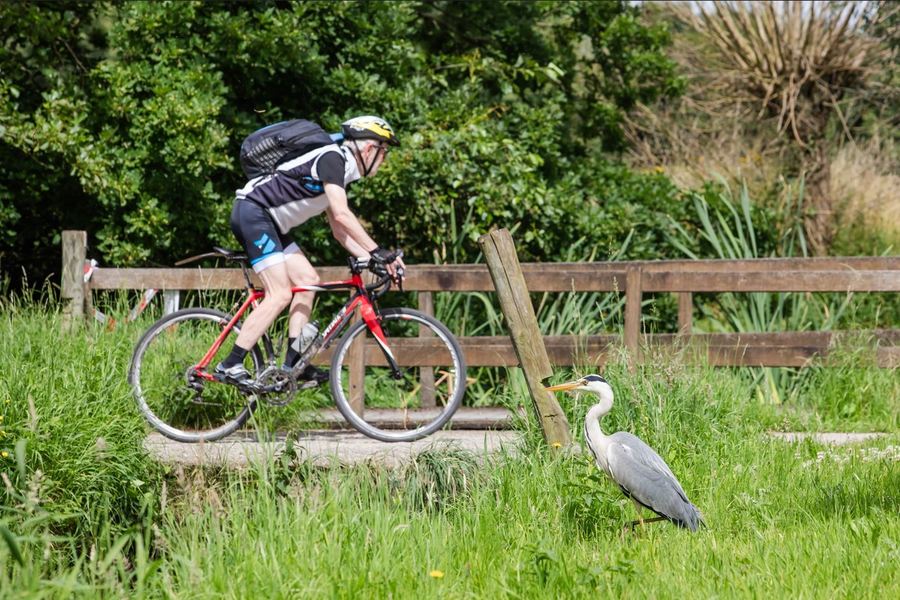 Fietser en reiger op Fort 3